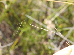 Aristida warburgii