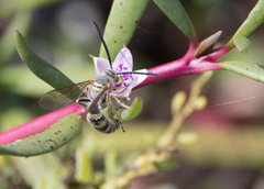 Radumeris radula