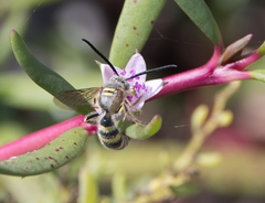 Radumeris radula
