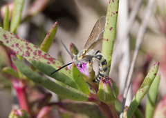 Radumeris radula
