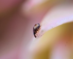 Nanophyinae