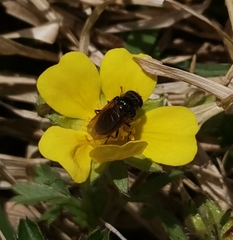 Cheilosia pagana
