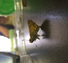 Atalopedes campestris huron