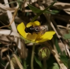 Cheilosia pagana
