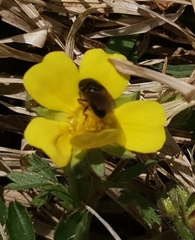 Cheilosia pagana