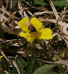 Cheilosia pagana