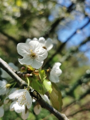 Prunus avium