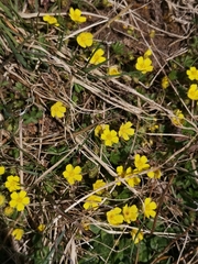 Potentilla incana