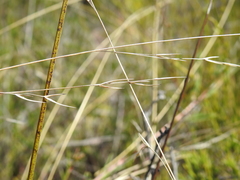 Aristida warburgii
