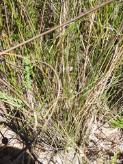 Aristida warburgii