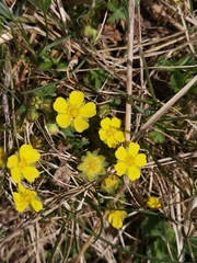 Potentilla incana