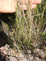 Aristida warburgii