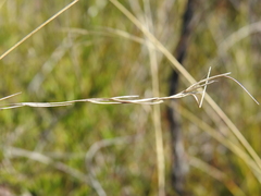 Aristida warburgii
