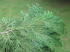 Chamaecyparis pisifera