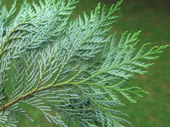 Chamaecyparis pisifera