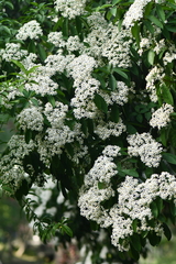 Photinia bodinieri