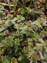 Lamium amplexicaule orientale