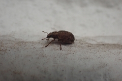 Strophosoma melanogrammum
