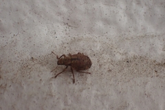 Strophosoma melanogrammum