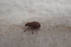 Strophosoma melanogrammum