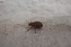 Strophosoma melanogrammum
