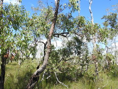 Eucalyptus latisinensis