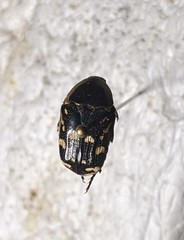 Stalagmosoma cynanki