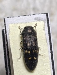 Acmaeodera guichardi