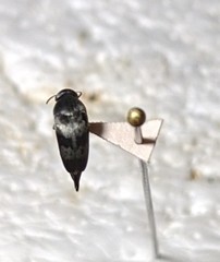 Paratomoxioda harteni