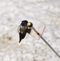 Paratomoxioda harteni