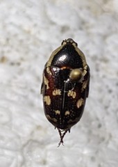 Stalagmosoma cynanki