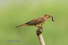 Cacomantis variolosus