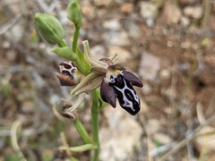 Ophrys cretica