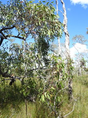 Eucalyptus latisinensis