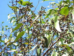 Eucalyptus latisinensis