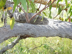 Eucalyptus latisinensis