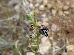 Ophrys cretica