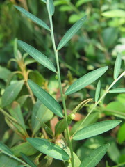 Phyllanthus ussuriensis