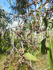 Eucalyptus latisinensis