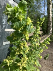 Scrophularia vernalis