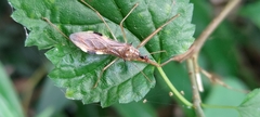 Epidaus sexspinus