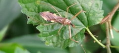 Epidaus sexspinus