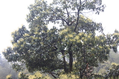 Castanopsis chinensis