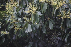 Castanopsis chinensis