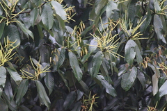 Castanopsis chinensis