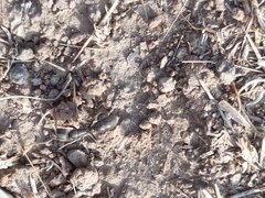 Bothroponera sulcata