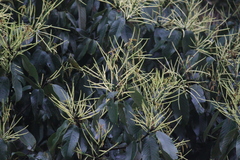 Castanopsis chinensis