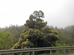 Castanopsis chinensis