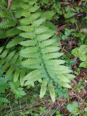 Microlepia marginata