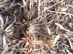 Bothroponera sulcata